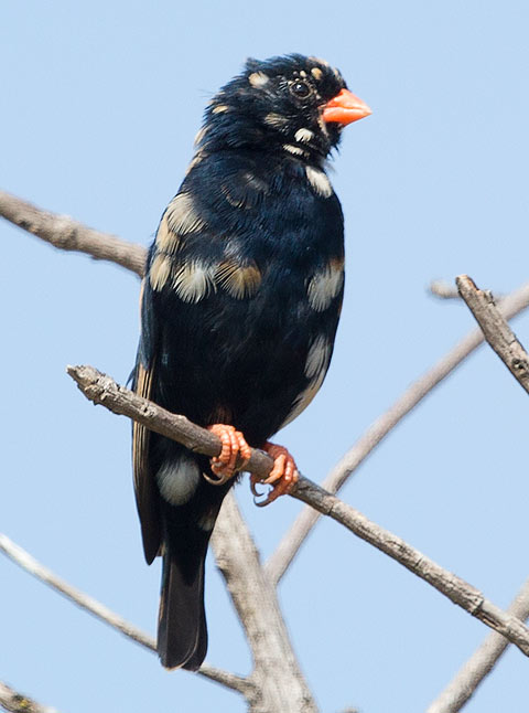 Village Indigobird
